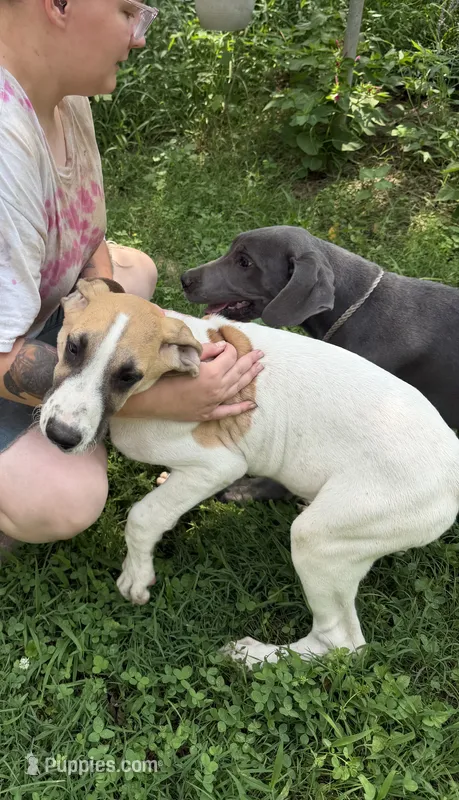 Wendy – Great Dane puppy for sale in Shelby, NC
