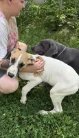 Wendy, a female Great Dane for sale in Shelby, NC – 1 of 9