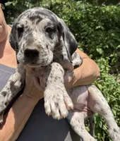 Pricilla, a female Great Dane for sale in Shelby, NC – 1 of 3