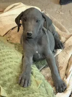 Olaf, a male Great Dane for sale in Shelby, NC – 4 of 7