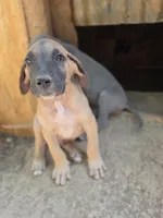Faline, a female Great Dane for sale in Shelby, NC – 2 of 5
