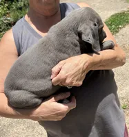 Elisa, a female Great Dane for sale in Shelby, NC – 6 of 7