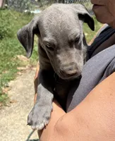 Elisa, a female Great Dane for sale in Shelby, NC – 7 of 7
