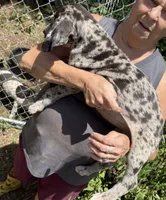 Pricilla, a female Great Dane for sale in Shelby, NC – 2 of 3