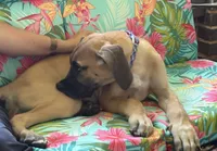 Peter Pan, a male Great Dane for sale in Shelby, NC – 4 of 8