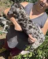 Pricilla, a female Great Dane for sale in Shelby, NC – 3 of 3