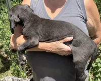Judy Hobbs, a female Great Dane for sale in Shelby, NC – 3 of 3