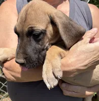 Peter Pan, a male Great Dane for sale in Shelby, NC – 6 of 9
