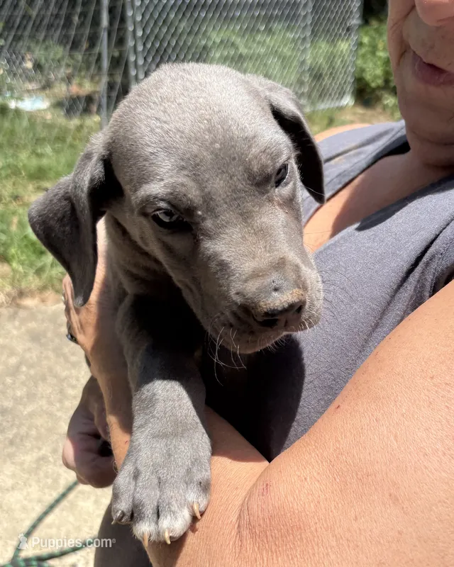 Elisa – Great Dane puppy for sale in Shelby, NC