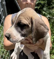 Wendy, a female Great Dane for sale in Shelby, NC – 2 of 6
