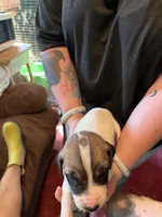 Wendy, a female Great Dane for sale in Shelby, NC – 2 of 4