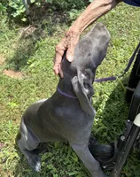 Elisa, a female Great Dane for sale in Shelby, NC – 4 of 8