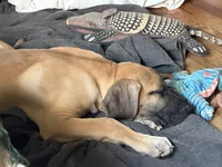 Peter Pan, a male Great Dane for sale in Shelby, NC – 2 of 8