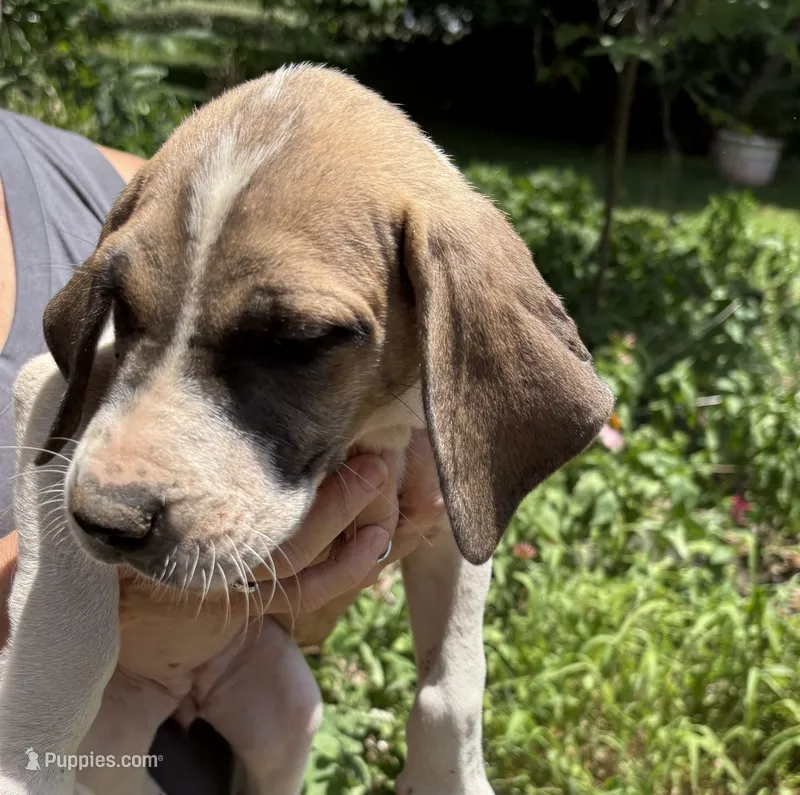 Wendy – Great Dane puppy for sale in Shelby, NC