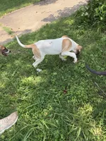Tinker bell , a female Great Dane for sale in Shelby, NC – 6 of 8