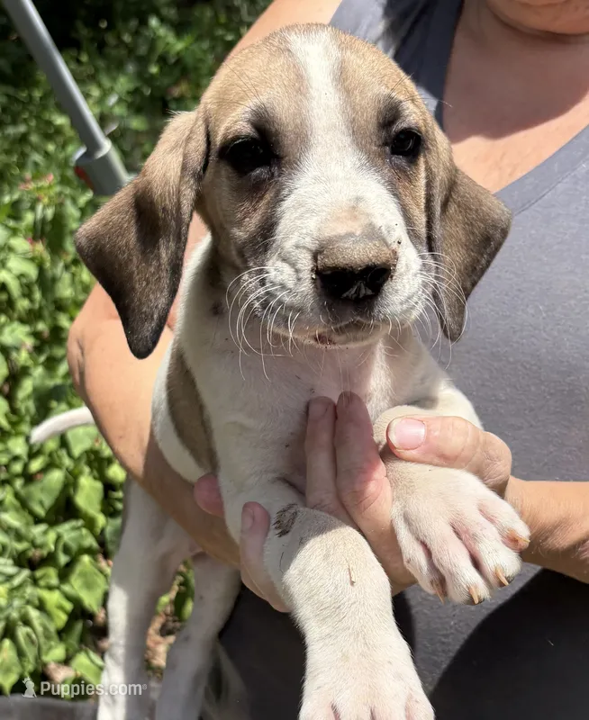 Tinker bell  – Great Dane puppy for sale in Shelby, NC