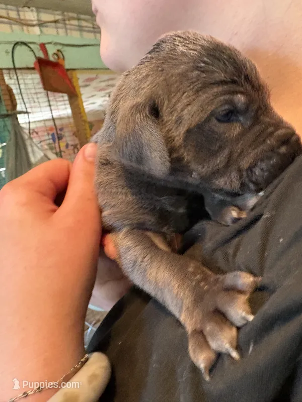 Olaf – Great Dane puppy for sale in Shelby, NC