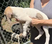 Wendy, a female Great Dane for sale in Shelby, NC – 3 of 6