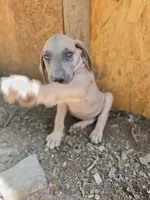 Faline, a female Great Dane for sale in Shelby, NC – 3 of 5
