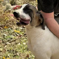 Milky way, a female Great Dane for sale in Shelby, NC – Photo 1 of 6