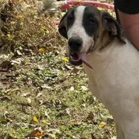 Milky way, a female Great Dane for sale in Shelby, NC – Photo 6 of 6