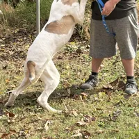 Milky way, a female Great Dane for sale in Shelby, NC – Photo 3 of 6