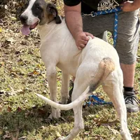 Milky way, a female Great Dane for sale in Shelby, NC – Photo 5 of 6