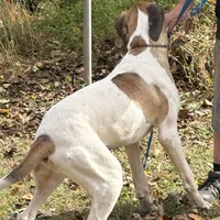 Milky way, a female Great Dane for sale in Shelby, NC – Photo 4 of 6