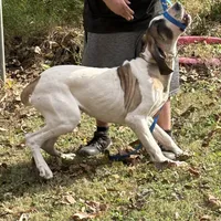 Milky way, a female Great Dane for sale in Shelby, NC – Photo 2 of 6