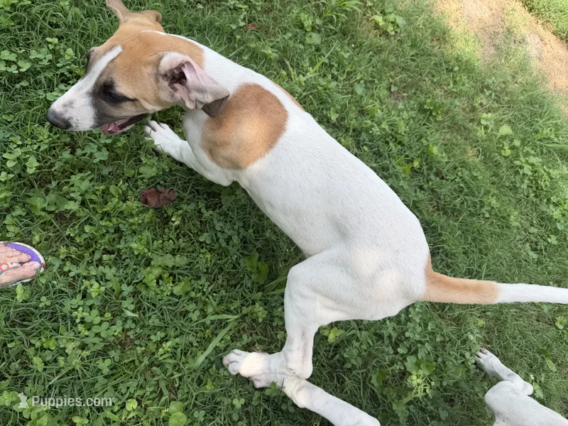 Tinker bell  – Great Dane puppy for sale in Shelby, NC