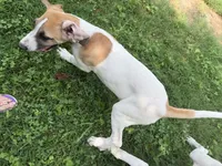 Tinker bell , a female Great Dane for sale in Shelby, NC – 1 of 8