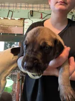 Peter Pan, a male Great Dane for sale in Shelby, NC – 1 of 3