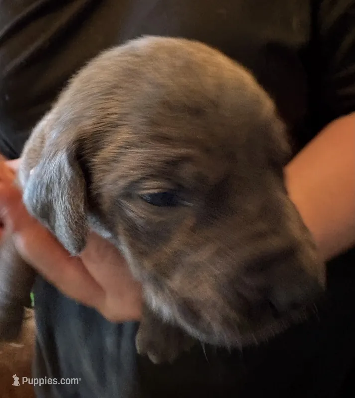 Elisa – Great Dane puppy for sale in Shelby, NC