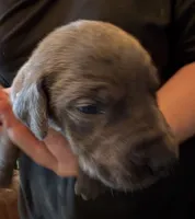 Elisa, a female Great Dane for sale in Shelby, NC – 1 of 3