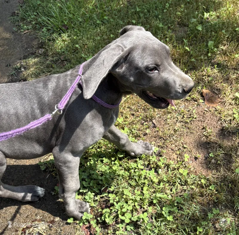 Elisa – Great Dane puppy for sale in Shelby, NC