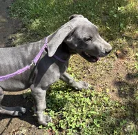 Elisa, a female Great Dane for sale in Shelby, NC – 1 of 8