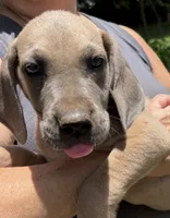Faline, a female Great Dane for sale in Shelby, NC – 1 of 2