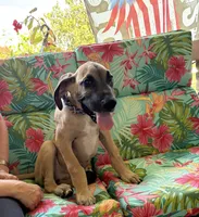 Peter Pan, a male Great Dane for sale in Shelby, NC – 6 of 8