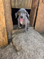 Elisa, a female Great Dane for sale in Shelby, NC – 2 of 7