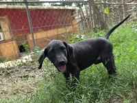 Judy Hobbs, a female Great Dane for sale in Shelby, NC – 2 of 6