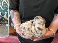Perdita, a female Great Dane for sale in Shelby, NC – 2 of 2
