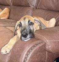 Peter Pan, a male Great Dane for sale in Shelby, NC – 5 of 8
