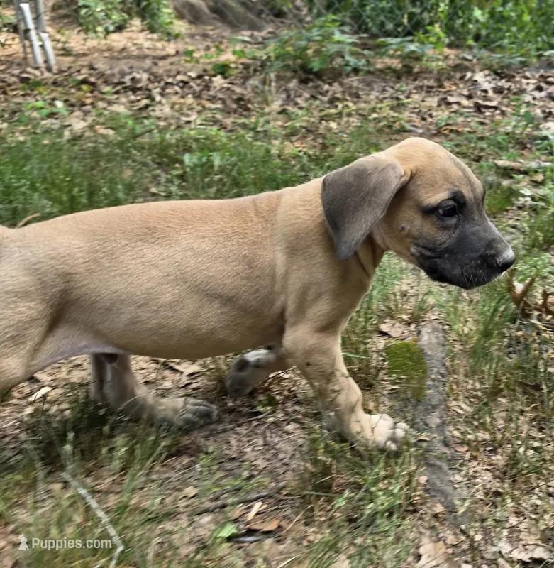 Peter Pan – Great Dane puppy for sale in Shelby, NC