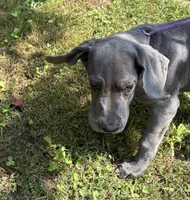 Elisa, a female Great Dane for sale in Shelby, NC – 3 of 8