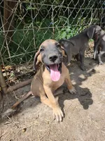 Peter Pan, a male Great Dane for sale in Shelby, NC – 5 of 9