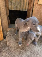 Elisa, a female Great Dane for sale in Shelby, NC – 4 of 7
