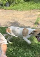 Tinker bell , a female Great Dane for sale in Shelby, NC – 4 of 8