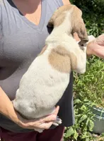 Tinker bell , a female Great Dane for sale in Shelby, NC – 8 of 9