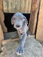 Elisa, a female Great Dane for sale in Shelby, NC – 3 of 7