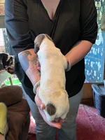Wendy, a female Great Dane for sale in Shelby, NC – 4 of 4
